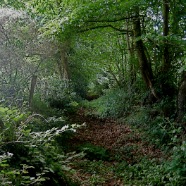promenade dans le bois