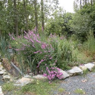 Epuration par les plantes